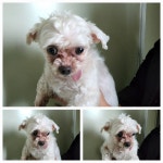 경기 남양주시 진접읍에서  말티즈 발견 보호