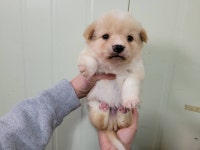 경기 안산시 동막골에서 강아지 발견 보호