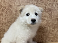 전남 순천시 배들에서 강아지 발견 보호