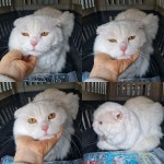 충남 천안시 서북구 불당성당 인근에서 스코티시폴드 고양이 발견 보호