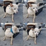 충남 천안시 목천읍에서 강아지 발견 보호..수로에 빠진 개 구조