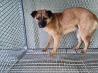 부산 강서 체육공원로52번길에서 강아지 발견 보호