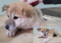 경기 평택시 백봉산에서 강아지 발견 보호