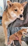 경기 평택시 조개터로 34번길에서 시바 발견 보호