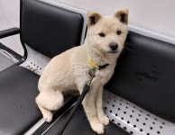 경기 용인시 처인구 포곡에서 강아지 발견 보호