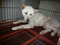 전북 전주시 신흥마을길에서 강아지 발견 보호