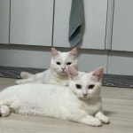 목빠지게 기다리던 엄마오자 눈 끔뻑이며 반겨준 고양이들