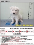 경기 가평 대성터널에서 강아지 발견 보호