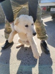 충북 괴산군 소수면에서 강아지 발견 보호