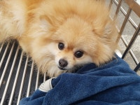 경남 김해시 가락로 223에서 포메라니안 발견 보호