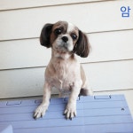 전북 군산시 미원로에서  시츄 발견 보호