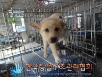 서울 강남구 밤고개로27길에서 강아지 발견 보호