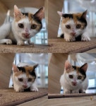 경북 경주시 양정로328번길18에서  믹스묘 발견 보호