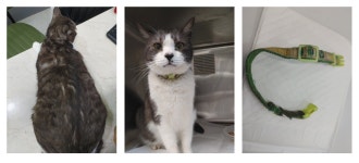 경기 안산시 건건8길10에서  한국 고양이 발견 보호