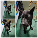 경기 남양주시 오남읍에서 강아지 발견 보호