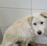 대구 동구 율하에서 강아지 발견 보호