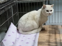 부산 강서 대저2동에서 카오마니 고양이 발견 보호