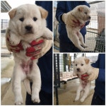 경기 화성시 향남읍에서 강아지 발견 보호