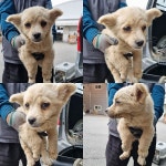 충남 천안시 동남구에서 강아지 발견 보호