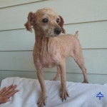 전북 군산시 내사길에서  푸들 발견 보호