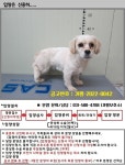 경기 가평 마산집(자라목)에서 강아지 발견 보호