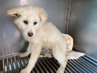 광주 광산구 신가119에서 강아지 발견 보호