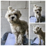 경기 남양주시 진접읍에서  말티즈 발견 보호