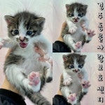 경북 경주시 장매마을에서  한국 고양이 발견 보호