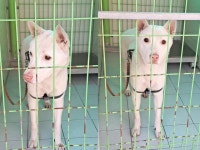 경북 포항 양학천로 대해초등학교 부근에서 아이보리색 강아지 발견 보호