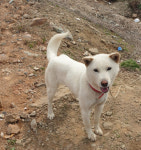 충남 서천 서천읍 오거리에서 흰색 강아지 발견 보호