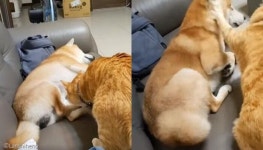 멍멍이 젤리 핥아먹다 딱 걸리자 냥펀치 날린 적반하장 고양이