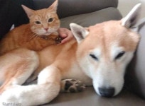 멍멍이 젤리 핥아먹다 딱 걸리자 냥펀치 날린 적반하장 고양이