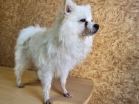 전남 순천시 복성고에서 강아지 발견 보호