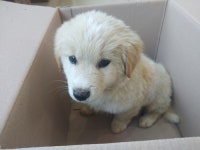 충남 태안 소원면에서 강아지 발견 보호