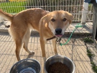 충북 충주시 봉방12길에서 강아지 발견 보호