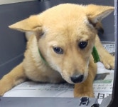 전남 목포시 북항동행정복지센터 부근에서 강아지 발견 보호