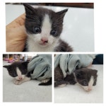 경기 남양주시 경춘로679-14에서  한국 고양이 발견 보호