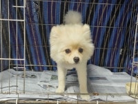 경남 창원시 남양동 개나리3차 근처에서 포메라니안 발견 보호