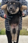 전남 광양시 옥룡면에서 강아지 발견 보호