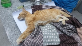 전남 순천시 금당 부영10차에서 믹스묘 발견 보호