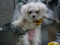 제주 제주시 구좌에서 말티즈 발견 보호