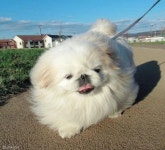 강아지도 사실 액체다?!..투명 박스 안에서 녹아버린 멍멍이