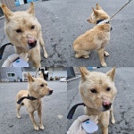 충남 천안시 동남구에서 강아지 발견 보호