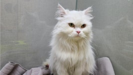 충남 논산시 내동 LH2단지에서 페르시안 고양이 발견 보호