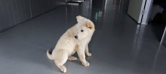 경기 하남시 감일에서 강아지 발견 보호