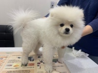 경기 파주시 한울마을에서  포메라니안 발견 보호
