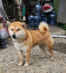 울산 울주 온양읍에서  시바 발견 보호