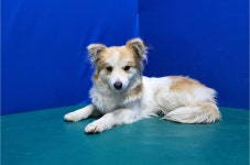 경북 경산시 압량에서 강아지 발견 보호