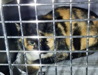 전남 목포시 한국병원에서 삼색 고양이 발견 보호..병원 복도 배회