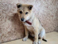 전남 순천시 쌍지에서 강아지 발견 보호